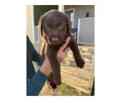 Labrador retriever puppies for sale - 3