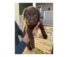Labrador retriever puppies for sale - 4