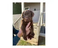 Labrador retriever puppies for sale - 5