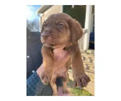 Labrador retriever puppies for sale - 6