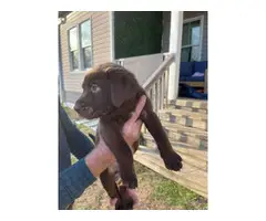 Labrador retriever puppies for sale - 7