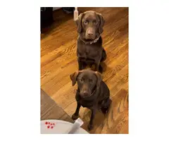 Labrador retriever puppies for sale - 8