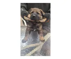 4 Purebred sable male German Shepherd pups available - 3