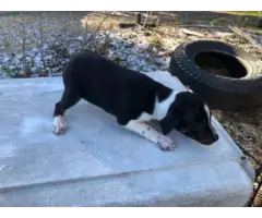 2 female treeing feist puppies for sale