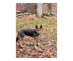 AKC registered 9-month-old male German Shepherd puppy for sale - 5