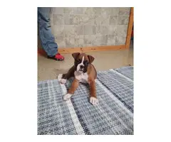 3 female and 1 male boxer puppies for sale - 7