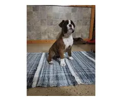 3 female and 1 male boxer puppies for sale - 9