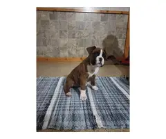 3 female and 1 male boxer puppies for sale - 11