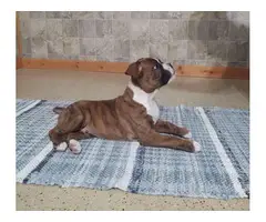 3 female and 1 male boxer puppies for sale - 12