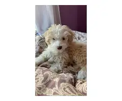 Cavapoo puppy with all supplies