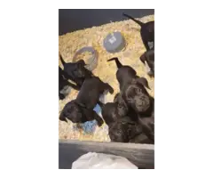 8 weeks old Mastador puppies - 2