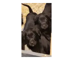 8 weeks old Mastador puppies - 3