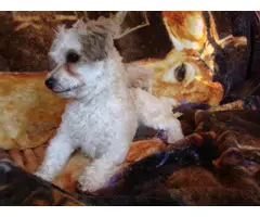 Lovely female Lhasa Apso puppy for sale