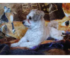 Lovely female Lhasa Apso puppy for sale - 3