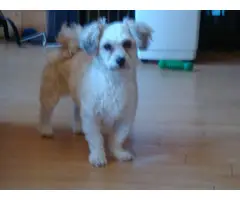Lovely female Lhasa Apso puppy for sale - 4