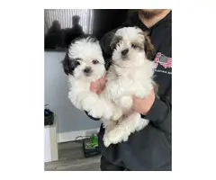 2 ShihTzu boy puppies available