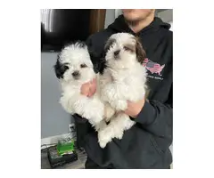 2 ShihTzu boy puppies available - 2