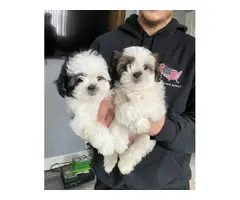 2 ShihTzu boy puppies available - 3
