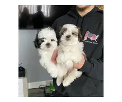 2 ShihTzu boy puppies available - 4