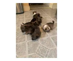 Purebred Pomeranian Puppies Ready for Valentine's Day - 3