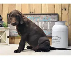 Lab puppy for sale - 2
