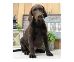 Lab puppy for sale - 3