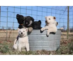 3 female full-blooded German Shepherd puppies for sale - 4