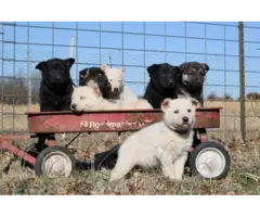 3 female full-blooded German Shepherd puppies for sale - 5
