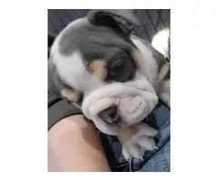 5 beautiful AKC English Bulldog puppies for sale - 4