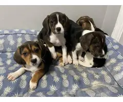 Only 2 pocket beagle pups