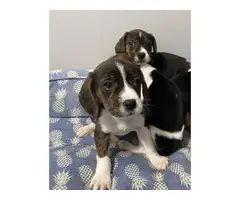 Only 2 pocket beagle pups - 2