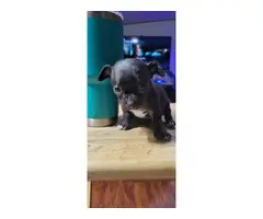 2 Chihuahua babies needing a new home - 4