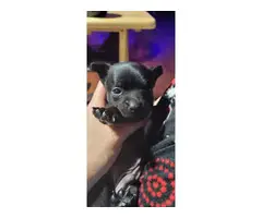 2 Chihuahua babies needing a new home - 5