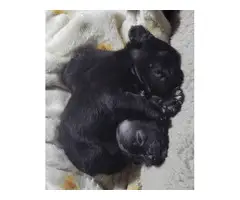 2 Chihuahua babies needing a new home - 6