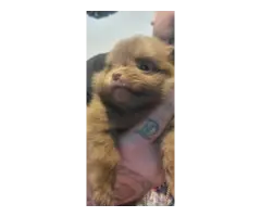 Chocolate male and black male Pomeranians for sale