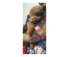 Chocolate male and black male Pomeranians for sale - 2