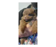 Chocolate male and black male Pomeranians for sale - 3
