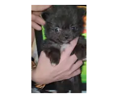 Chocolate male and black male Pomeranians for sale - 6
