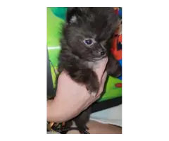 Chocolate male and black male Pomeranians for sale - 7