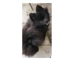 Chocolate male and black male Pomeranians for sale - 10