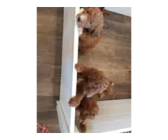 Standard F1b Goldendoodle puppies for sale - 6