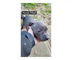Two pit bull puppies looking for a new home