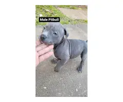 Two pit bull puppies looking for a new home - 2