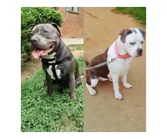 Two pit bull puppies looking for a new home - 3