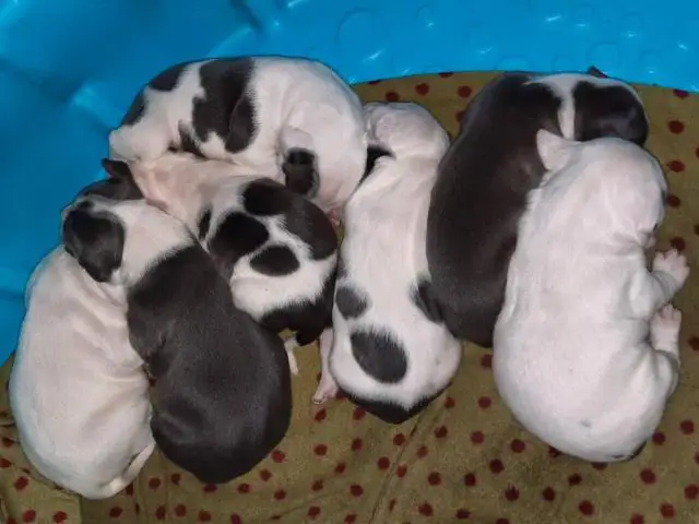 American Staffordshire male puppies - 1/5