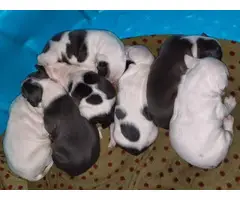 American Staffordshire male puppies