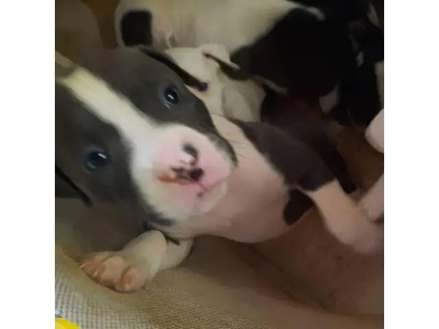 American Staffordshire male puppies - 2/5