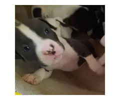 American Staffordshire male puppies - 2