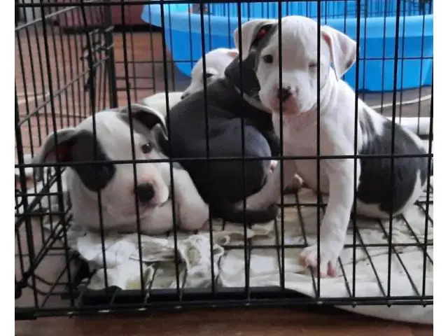 American Staffordshire male puppies - 3/5