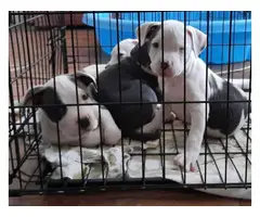 American Staffordshire male puppies - 3